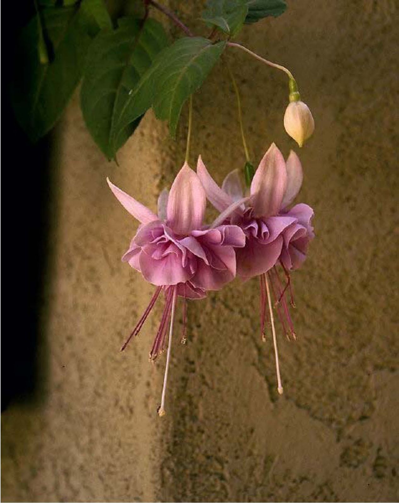 Beechwood Landscape Architecture and Construction Fuchsia Blush of