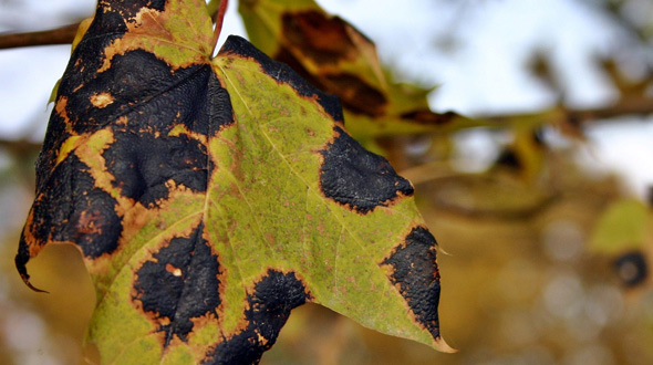 Anthracnose disease infected tree in Marietta Ga