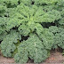 Chou kale légume ancien vert frisé, propriétés du chou kale