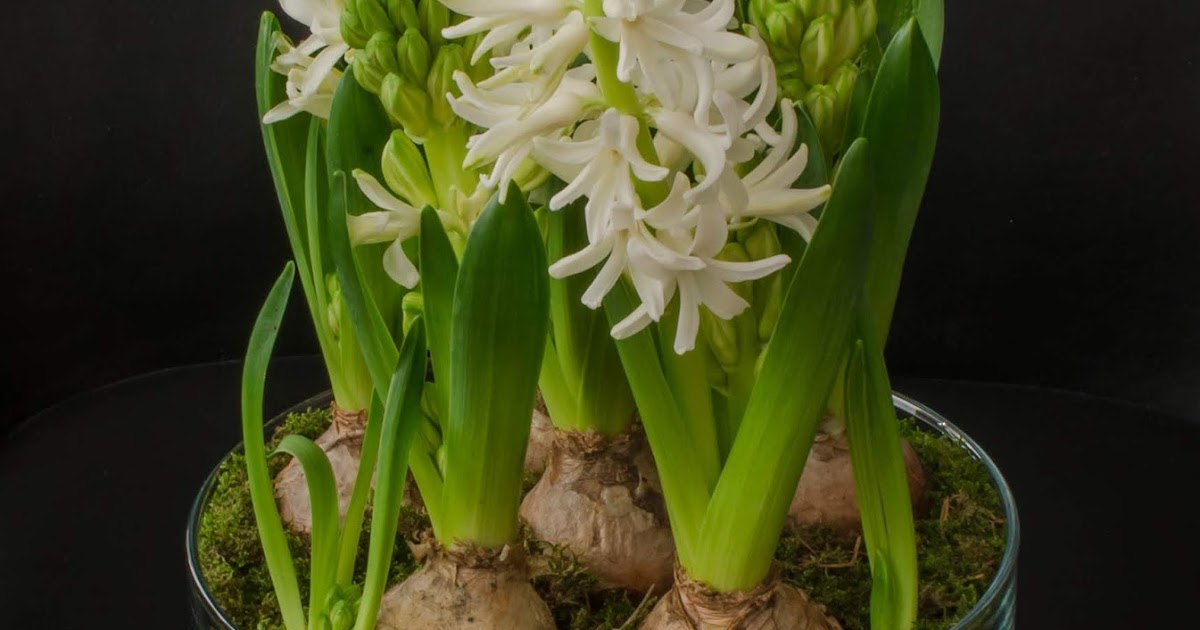 The Things I Enjoy Hyacinths for Christmas