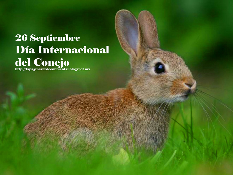 La página verde Día Internacional del Conejo 26 Septiembre