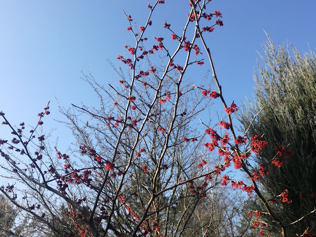 hamamelis Diane