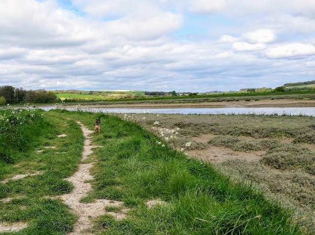 dog walking by a river