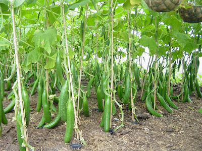 polytunnel crop of cucumbers