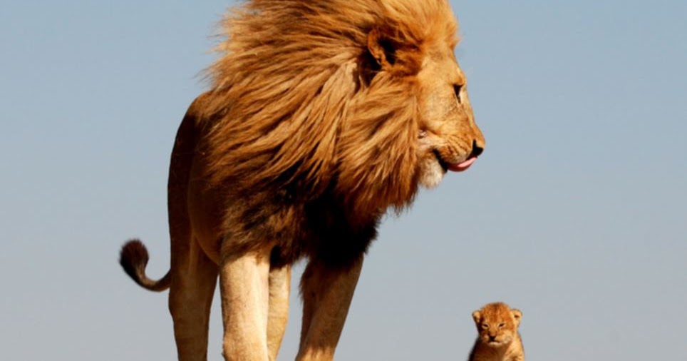 Отец лев дочь лев. Лев. Лев со своим ребенком. Лев Король зверей. Лев царь зверей.