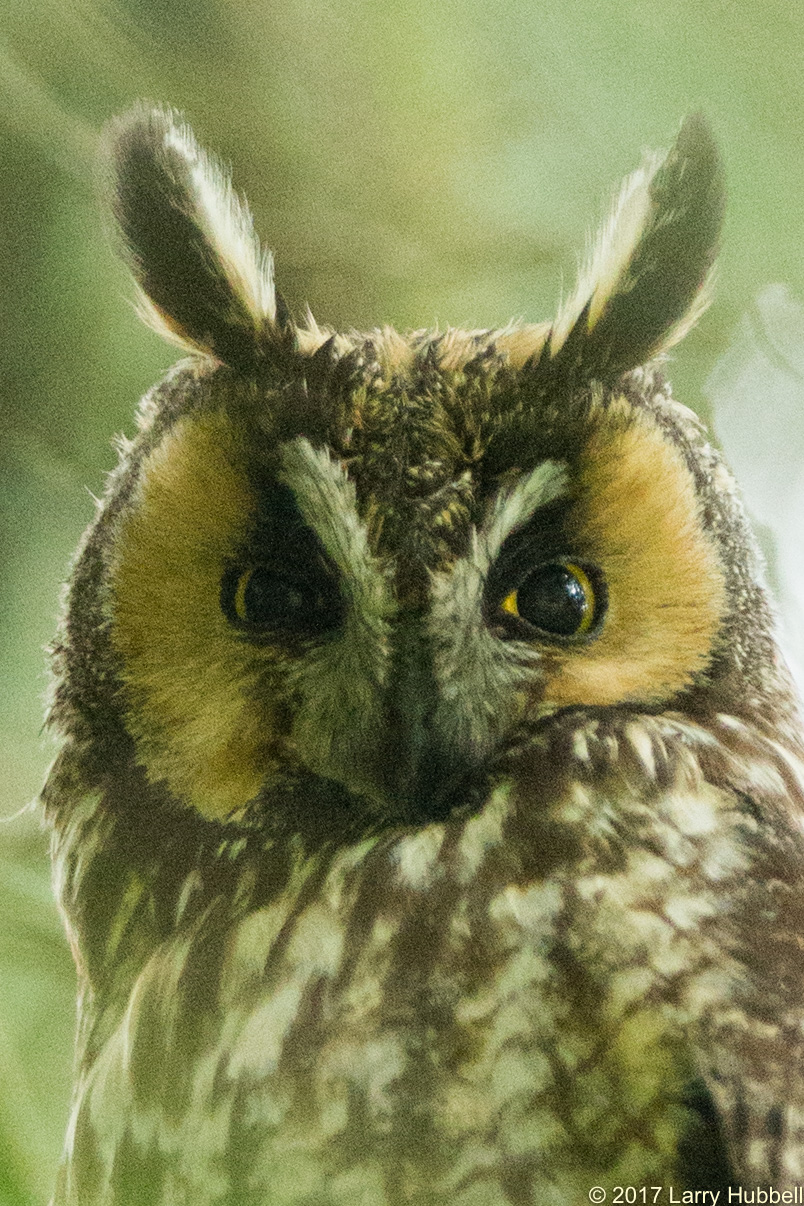 owl information