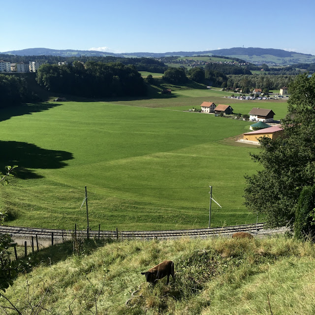 Sheep in Broc, Gruyère, Switzerland