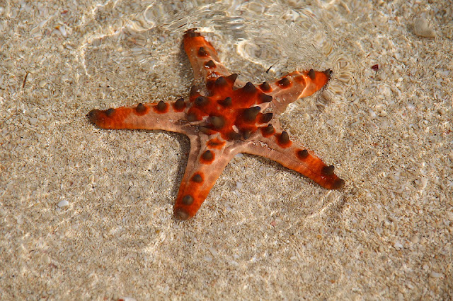bintang laut