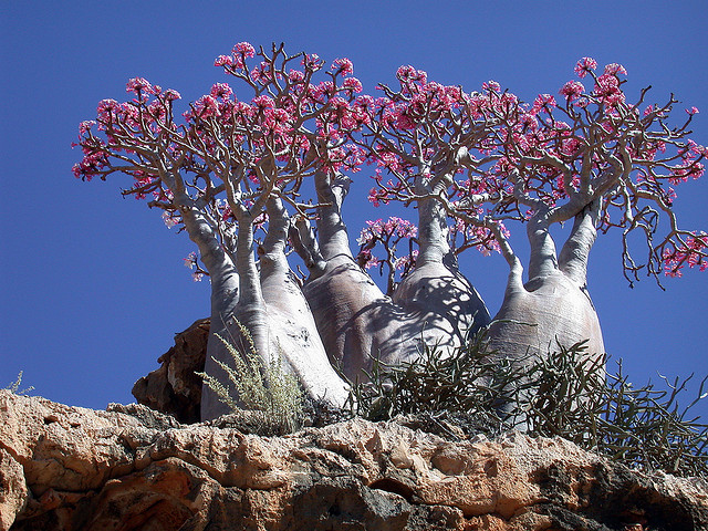 Socotra Island. La isla de la Felicidad