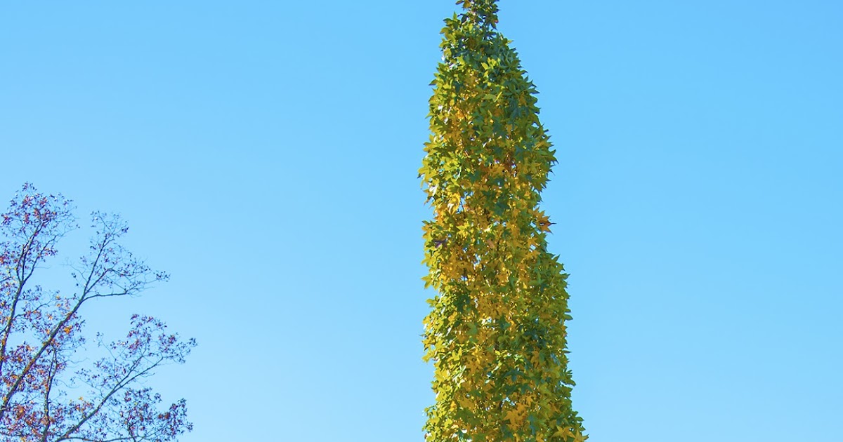 Ask A Master Gardener Slender Trees for Smaller Areas