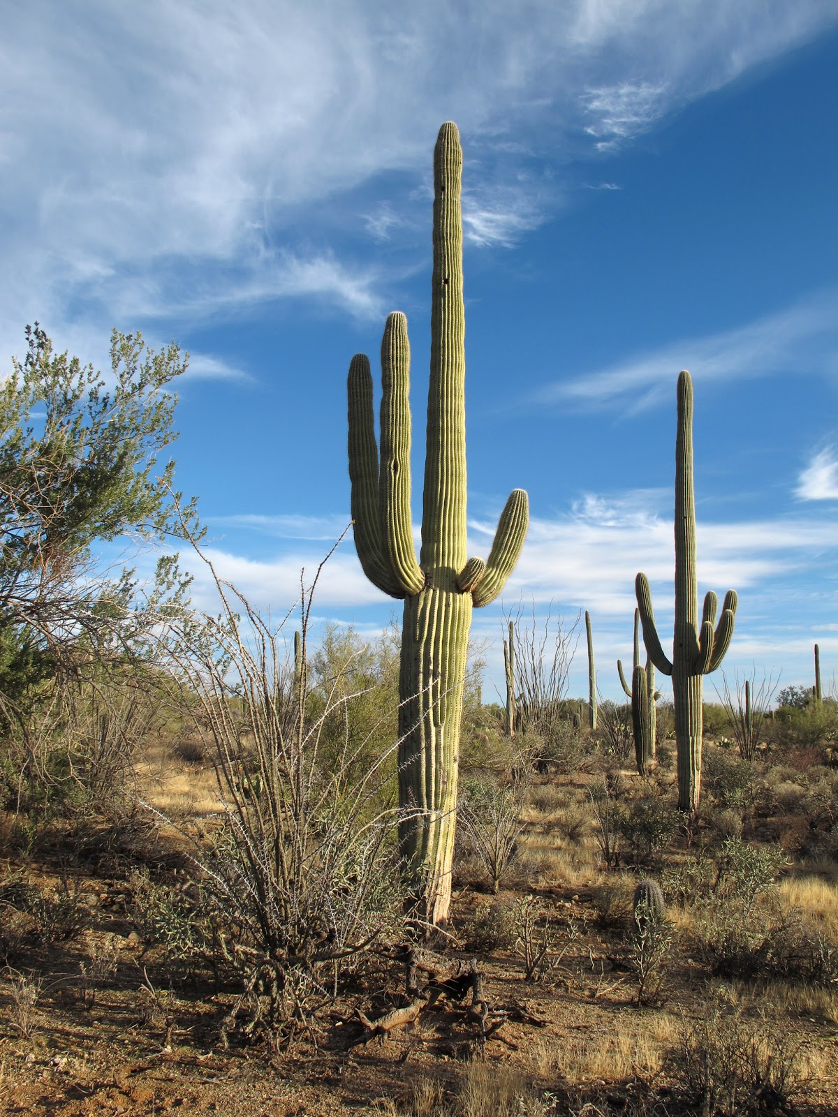 How Does Cactus Survive Desert Heat How does a cactus manage to