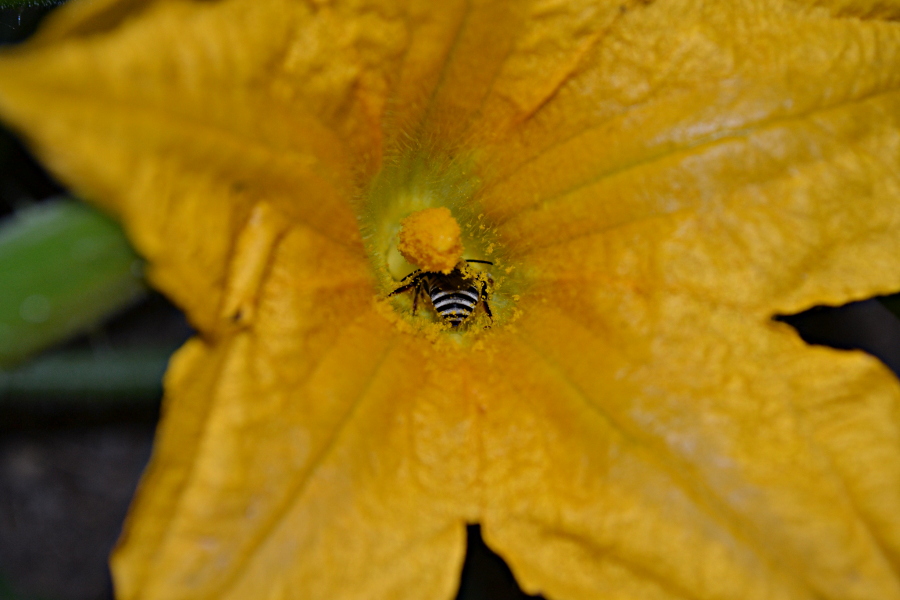 Lazy Gardening Establishing Squash Bees in Your Garden