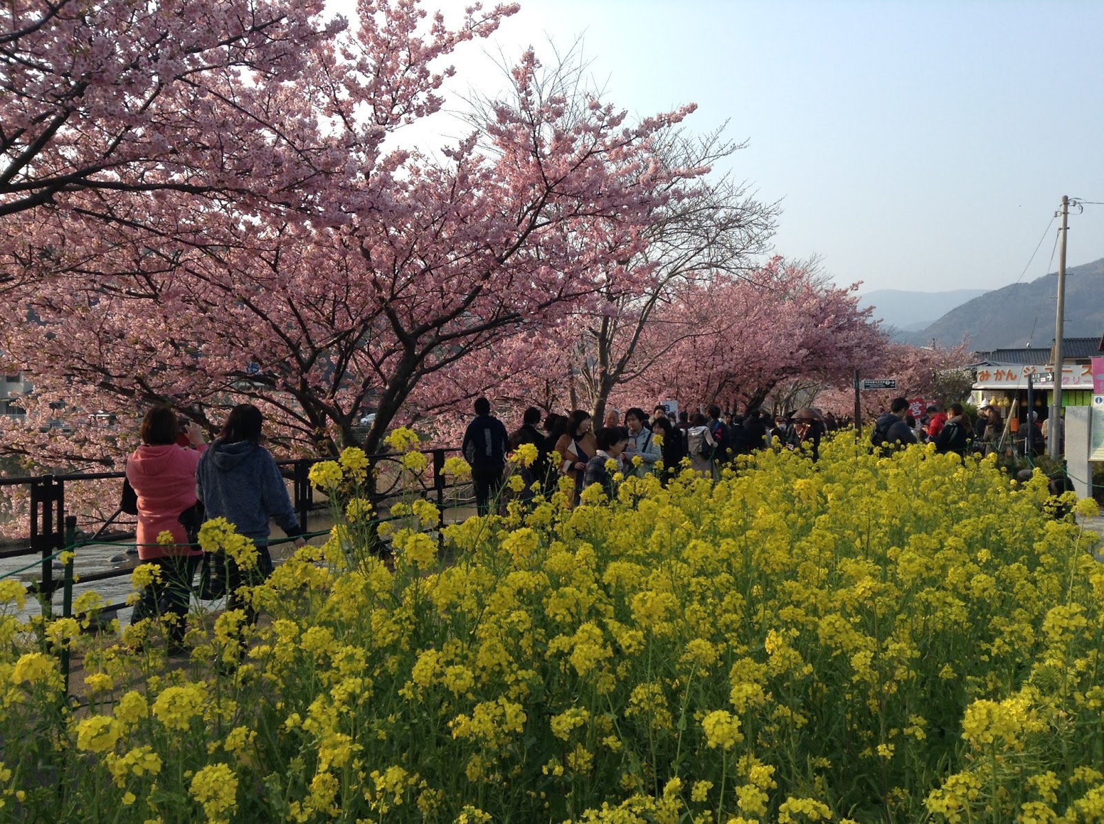 JapanDo Kawazu Cherry Blossom Festival