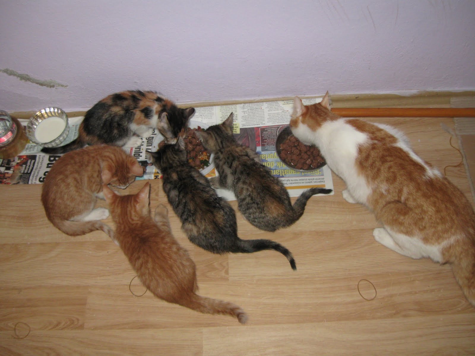 ♥♥ KEDİ SEVGİSİ ♥♥ Pamuk anne oldu )