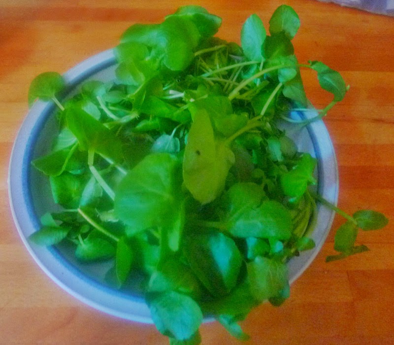 Schnippelboy: Brunnenkresse-Radicchio-Eisbergsalat-Feldsalat-Braune ... Schnippelboy: Brunnenkresse-Radicchio-Eisbergsalat-Feldsalat-Braune ...