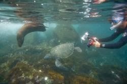 Los 10 mejores sitios de buceo de las Islas Galápagos