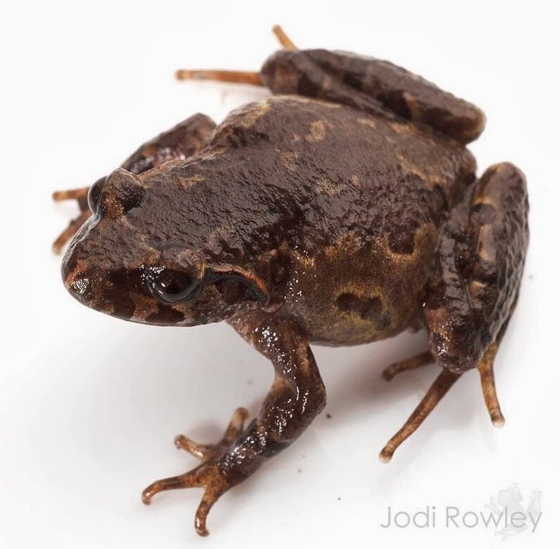 Species New to Science [Herpetology • 2013] Leptolalax botsfordi • A