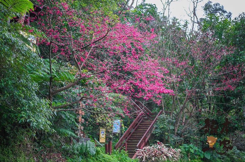 土城獅子亭賞櫻花|桐花公園櫻花季|桐花公園可不是只有油桐花和賞螢哦