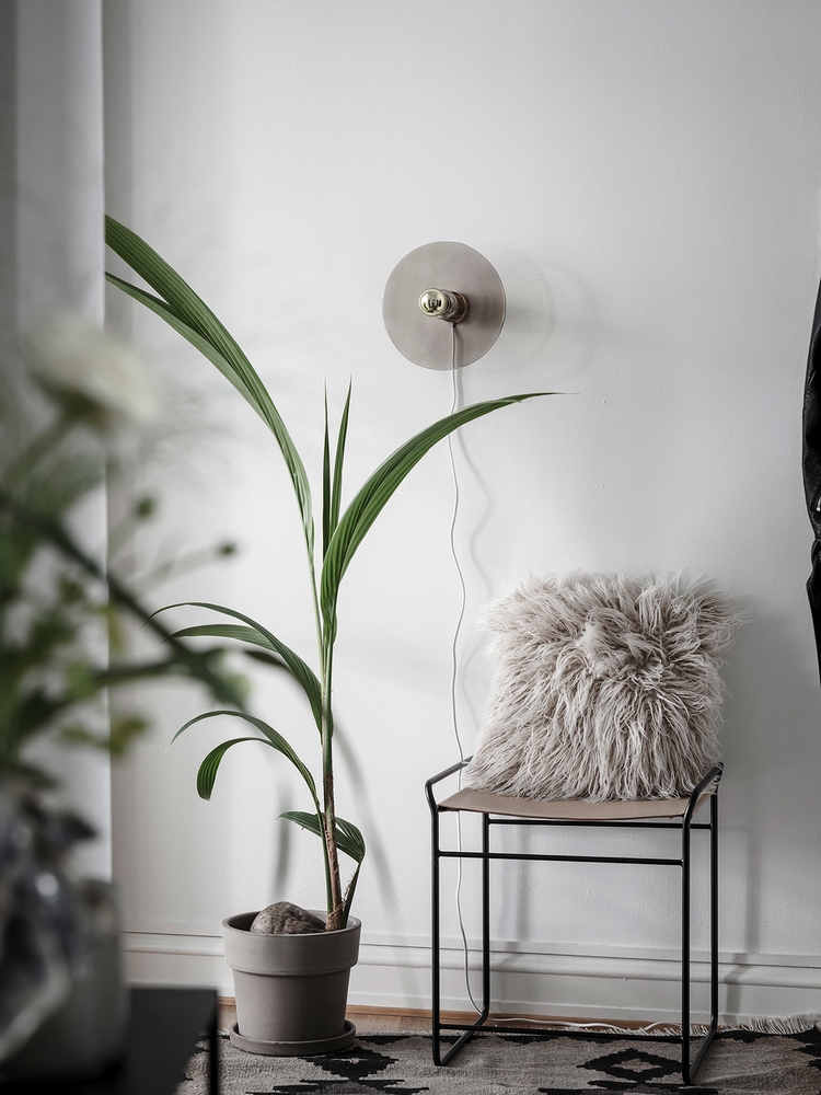 Succulent bear’s paw: how to care, and 30 cool  photo ideas