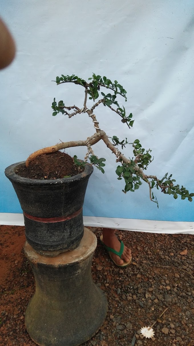 CARA MENGOLAH BONSAI BILA ADA KEKURANGAN SEHINGGA JADI UNIK