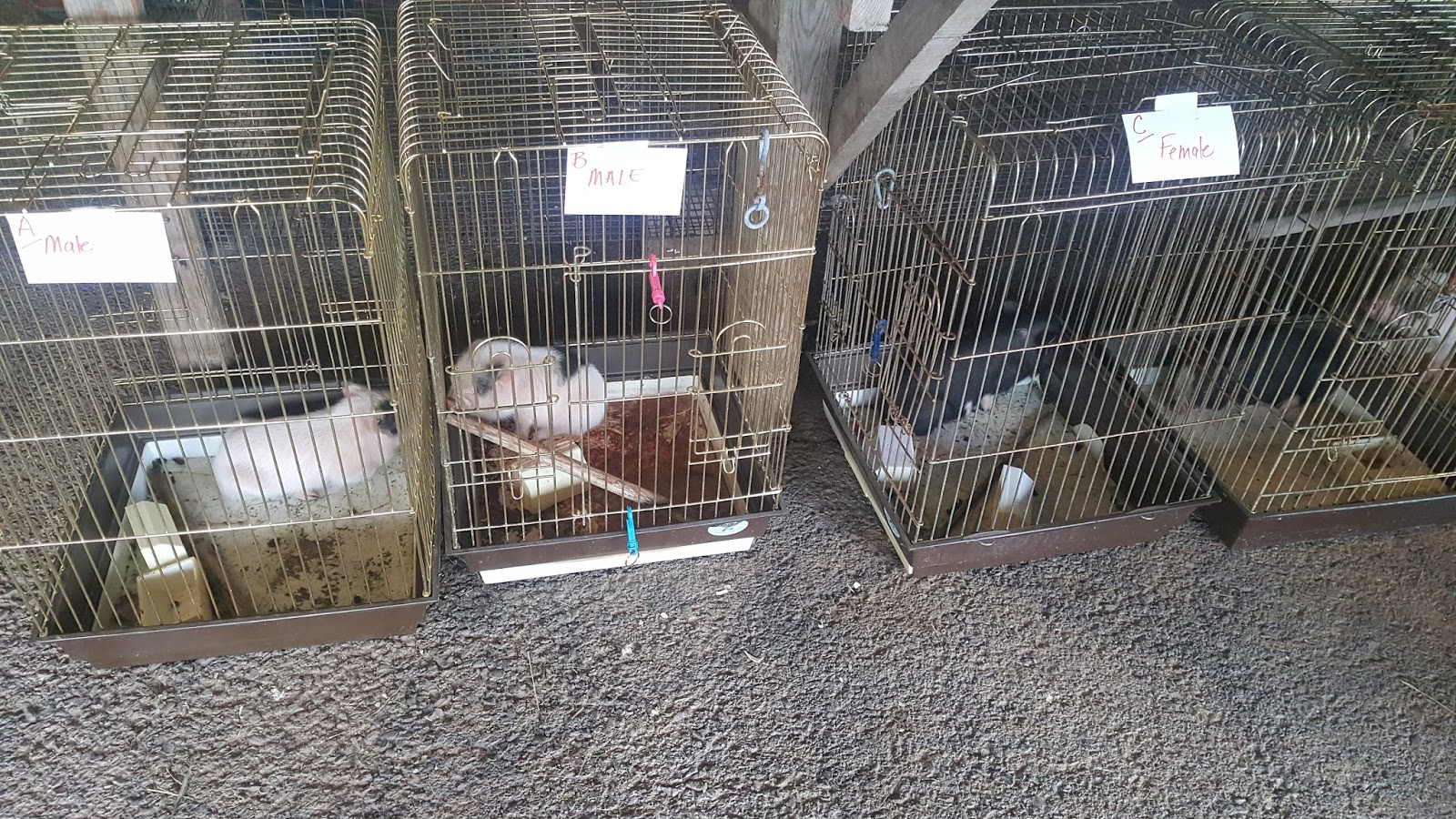 Valley Girl Views The Middleburg Farm & Livestock Market