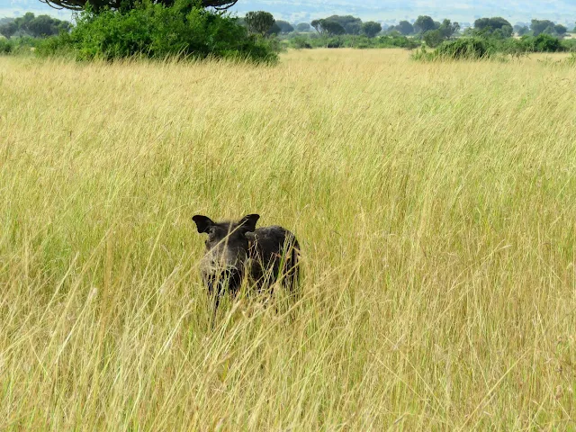 Warthog in Queen Elizabeth National Park in Uganda