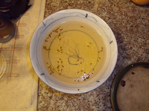 drain gnat traps homemade gnats bites guide