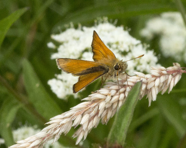Small Skipper, Thymelicus sylvestris.  Jubilee Country Park butterfly walk, 15 July 2012.