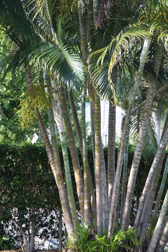 At Home in Palm Beach A Palm Tree is a Palm Tree, right?