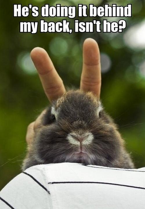 A Bunny Knows!
