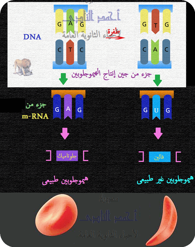 إصلاح عيوب الـحمض النووى dna - إنزيمات الربط - فكرة عمل إنزيمات الإصلاح 