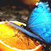 Morpho - Blue Morpho Butterfly Diet