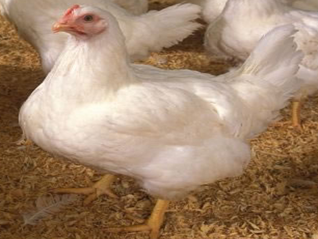 poultry, broiler poultry, poultry farming, broiler poultry farming, broiler chicken, broiler chicken farming, broiler chicken picture, broiler poultry picture