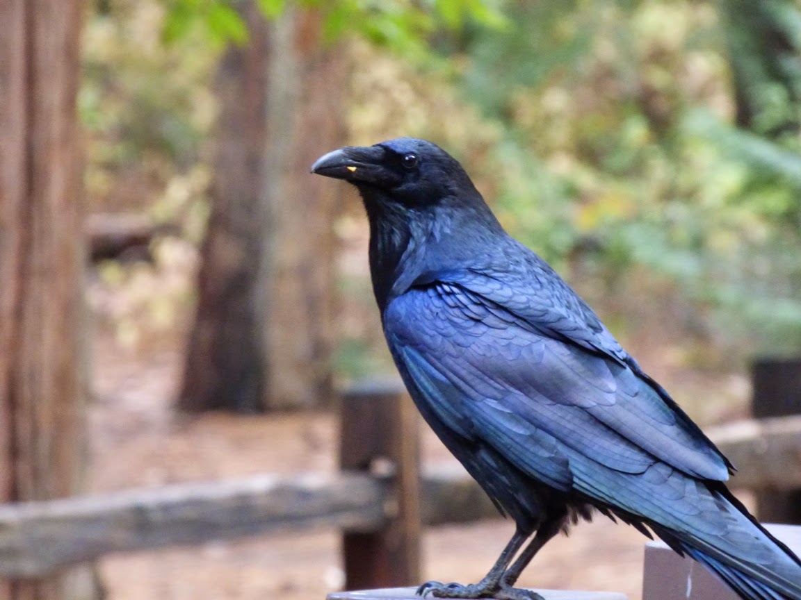 Geotripper's California Birds Bird of the Day Raven at Happy Isles in