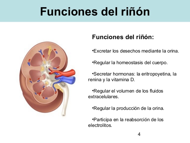 Función del riñón