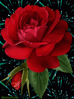 flower images hd gif tehseen abidi s flowers gif flower images hd gif tehseen abidi s flowers gif