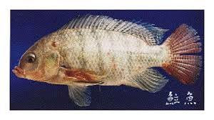 Bacterias comunes para peces de estanque Bacterias comunes para peces de estanque