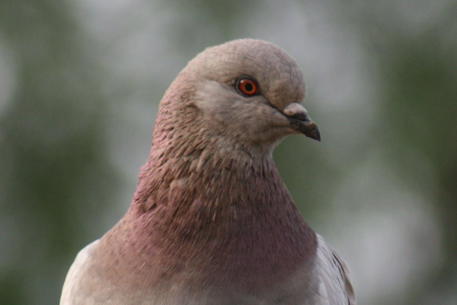 paloma barcelo raffia