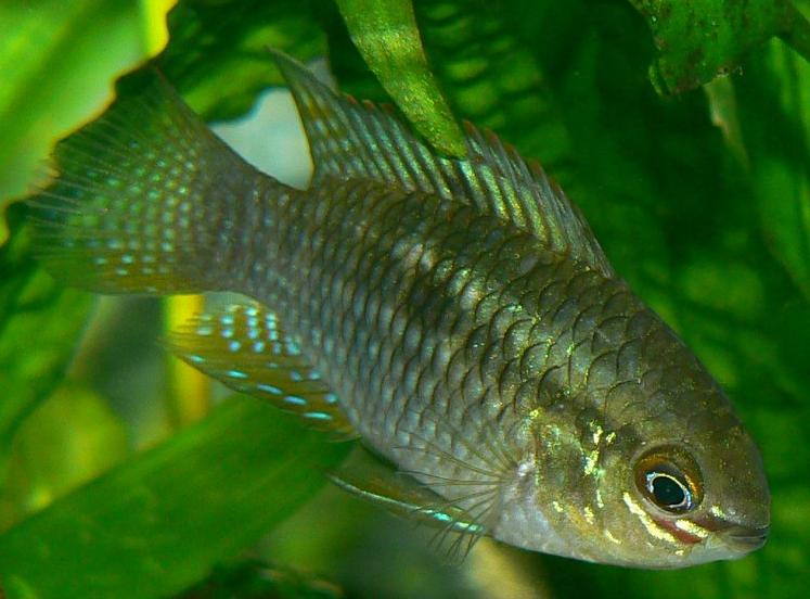 Czarna Molinezja: Akara cętkowana