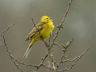 singing yellow bird on bare branch on gray day