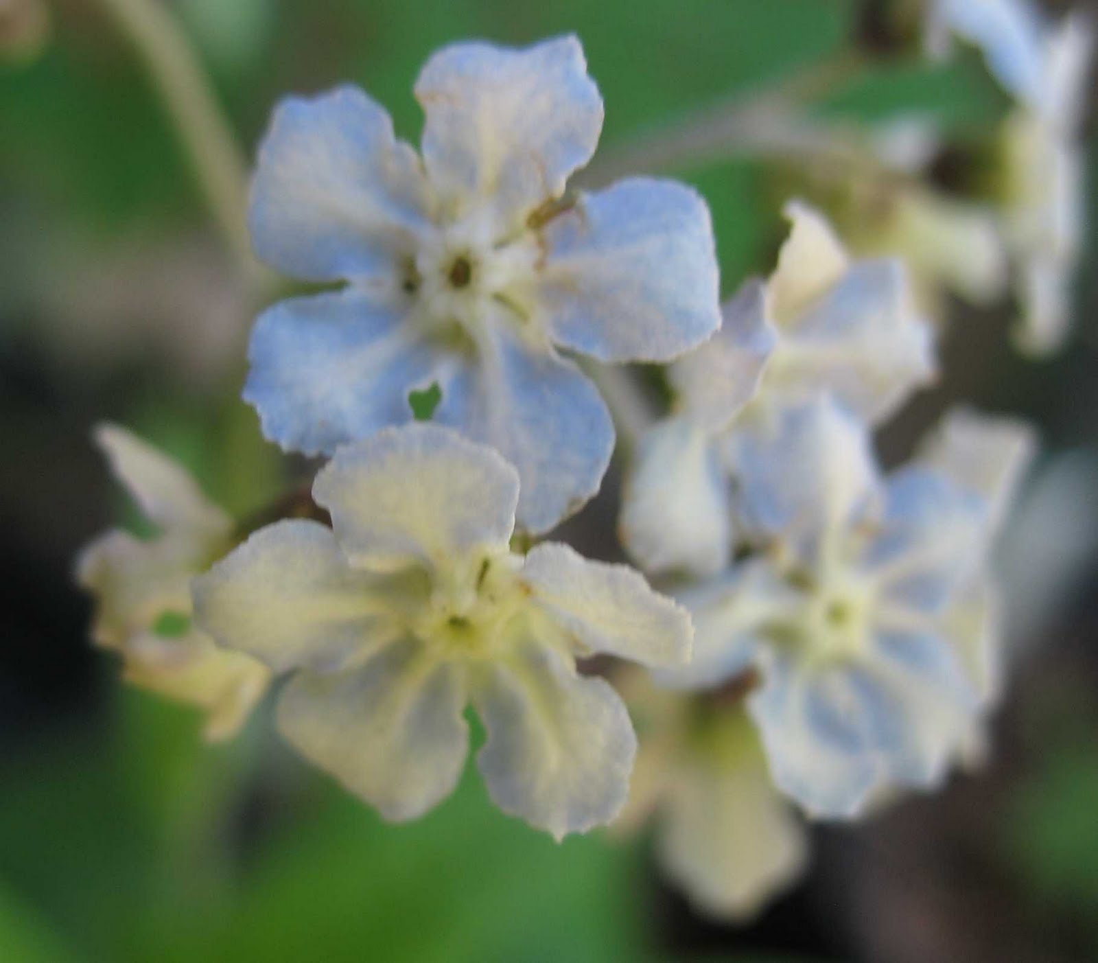 Using Native Plants Native Spring Perennials in