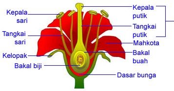 Struktur Dan Bagian-Bagian Bunga Lengkap (Sempurna) Beserta Fungsinya