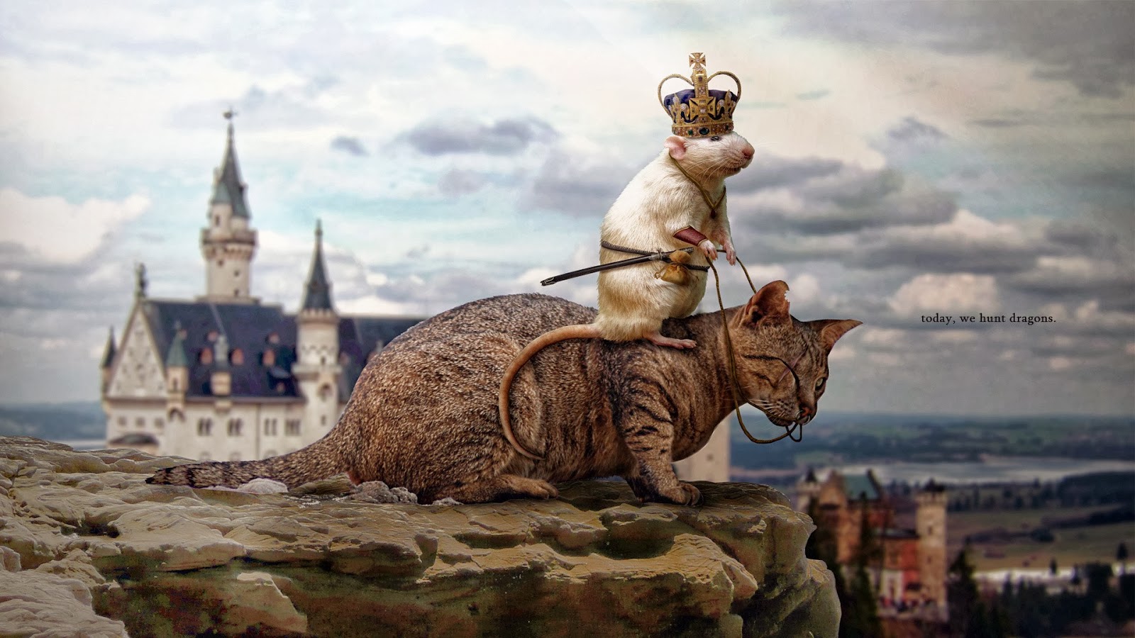 Castle rat. Креативный котик. Креативные коты. Кот в короне. Кот сюрреализм.