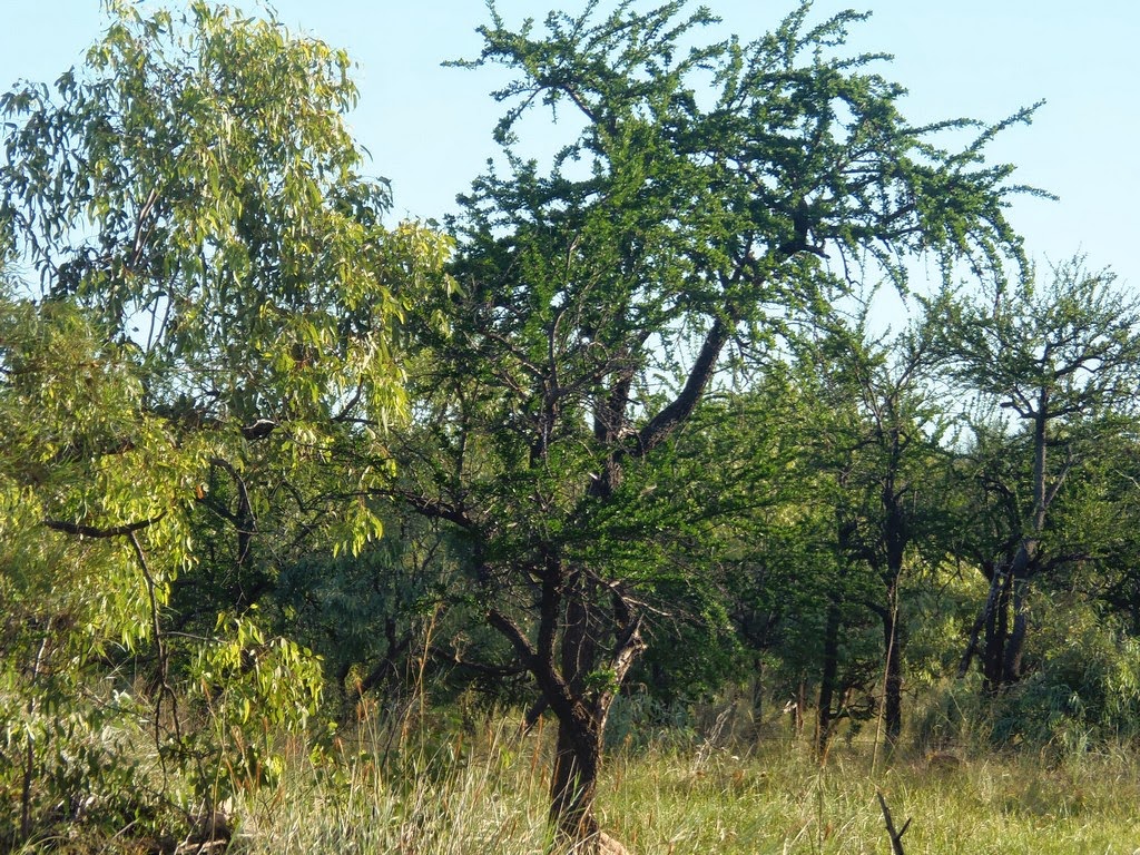 Solo Steve On The Road NEWCASTLE CREEK BRIDGE, A TRUE FREE CAMP