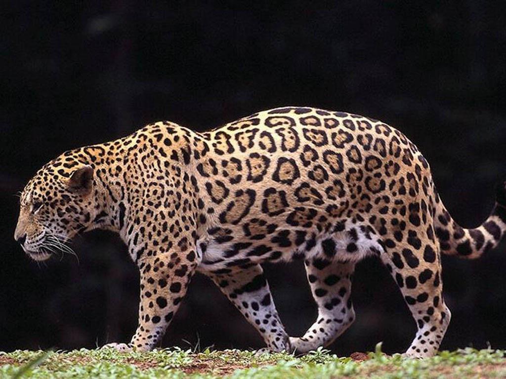 La selva y sus animales: Jaguar
