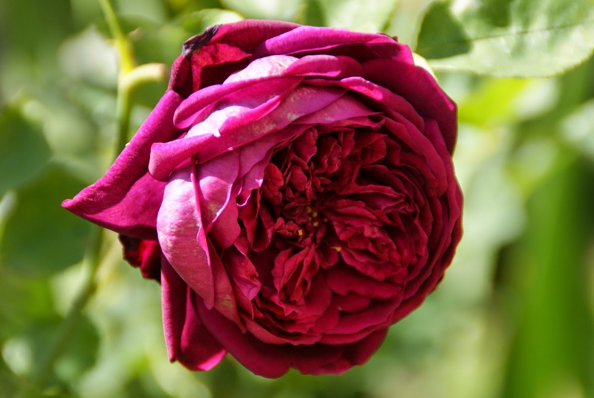 Organic Garden Dreams: April Roses