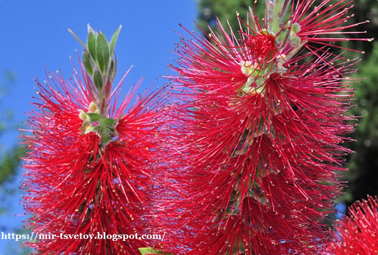 Мир растений: Оригинальные цветы австралийского каллистемона: как ...