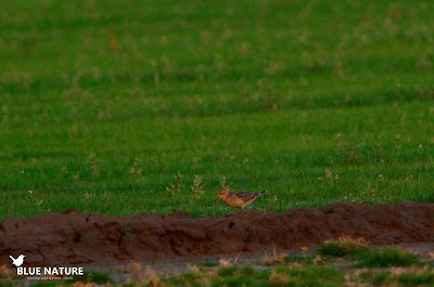 Correlimos canelo (Calidris subruficollis) en una de estas praderas. Blue Nature