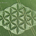Nuevo Crop Circle en Reino Unido, La Flor de la Vida