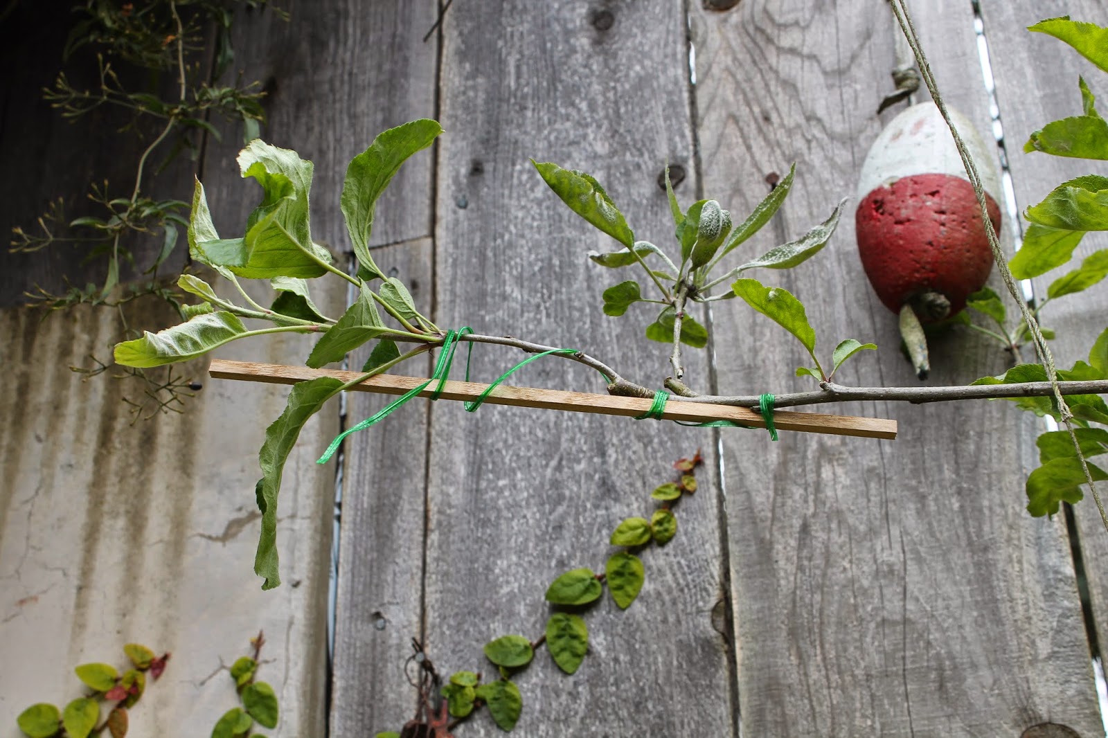 The Shingled House Apple Tree Splint